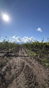 ICR VENDE PARCELA EN TOCORNAL SECTOR PLACILLA SAN FELIPE